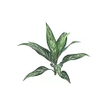 Lush Tropical Plant With Green And White Variegated Leaves On Black Background