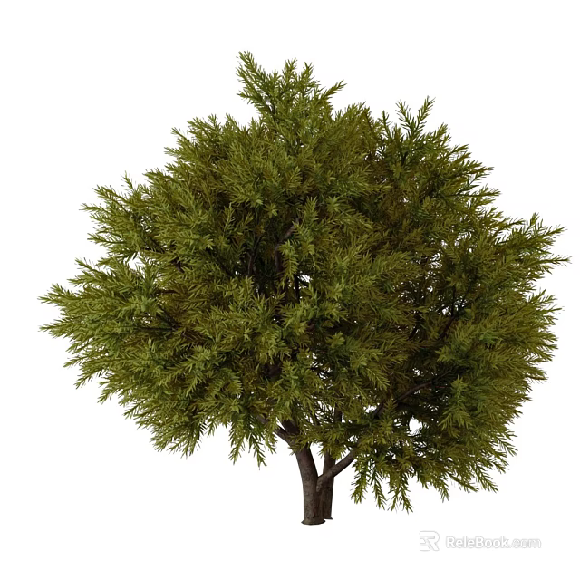 Majestic Evergreen Arbor With Dense Green Foliage And Thick Strong Trunk 3d model 