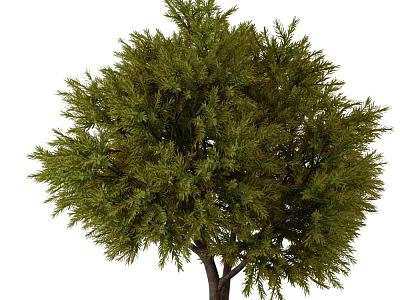 Majestic Evergreen Arbor With Dense Green Foliage And Thick Strong Trunk 3d model