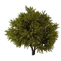 Majestic Evergreen Arbor With Dense Green Foliage And Thick Strong Trunk