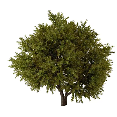 Modern Japanese cypress 3d model