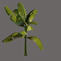 Realistic Tropical Arbor Featuring Large Detailed Leaves And Slender Trunk 3d model