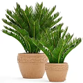 Cycas Potted Plants With Green Feathery Leaves In Decorative Ceramic Pots