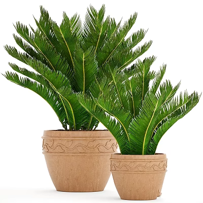 Cycas Potted Plants With Green Feathery Leaves In Decorative Ceramic Pots 3d model