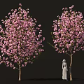 Tall Flowering Trees With Pink Blossoms And Person In White Robe