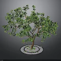 Potted Tree with Green Leaves Orange Fruits and Brown Trunk in Circular Pot White Pebbles