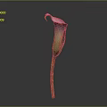 Elegant Purple Calla Lily with Curved Petal and Slender Green Stem on Gray Background