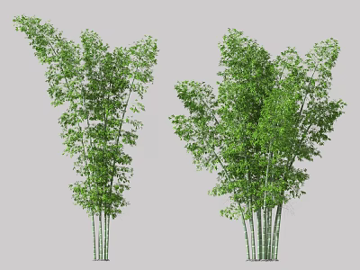 Green Bamboo Clusters With Lush Leaves And Tall Stalks In Natural Scene 3d model