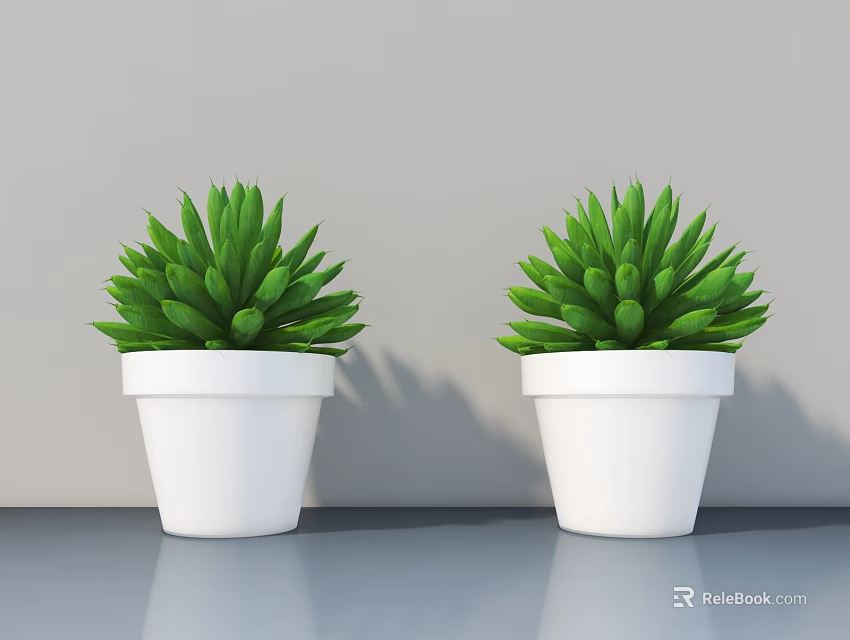 Two Green Succulent Bonsai Plants in White Pots on Gray Tabletop with Gray Wall 3d model 