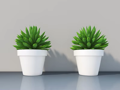 Two Green Succulent Bonsai Plants in White Pots on Gray Tabletop with Gray Wall 3d model