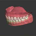 Anatomically Accurate Dental Organ Model With Pink Gum And White Teeth Structure