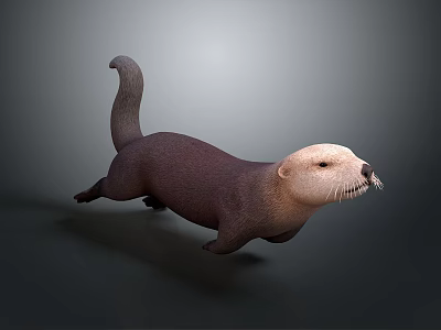 Brown Otter With Light Colored Head Moving On Simple Gray Background 3d model