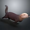 Brown Otter With Light Colored Head Moving On Simple Gray Background