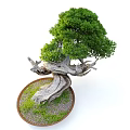 Lush Green Bonsai Tree with Twisted Trunk and Dense Foliage in Brown Ceramic Pot