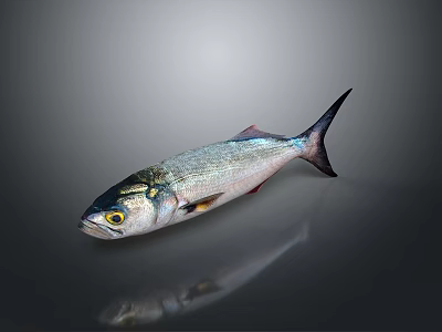 Glossy Silver Aquatic Fish With Black Tail And Yellow Eyes On Gray Background With Reflection 3d model
