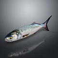 Glossy Silver Aquatic Fish With Black Tail And Yellow Eyes On Gray Background With Reflection