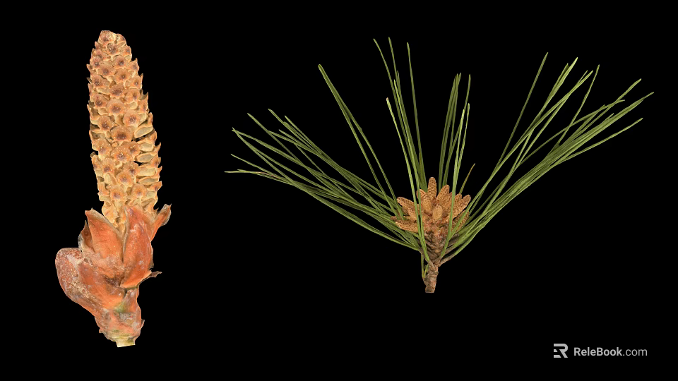 Pine Plant Featuring Long Green Needles And Brown Cones Against Black Background 3d model 