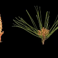 Pine Plant Featuring Long Green Needles And Brown Cones Against Black Background