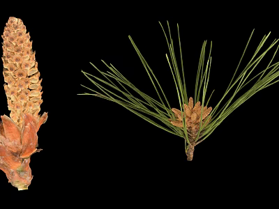 Pine Plant Featuring Long Green Needles And Brown Cones Against Black Background 3d model