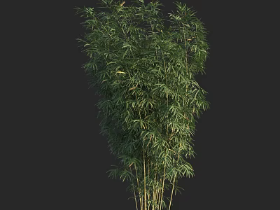 Tall Green Bamboo Plants With Slender Stems And Lush Dense Foliage 3d model
