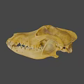 Detailed Animal Skull Specimen With Natural Bone Structure On Black Background