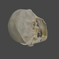 Primate Skull Anatomical Structure With Prominent Canine Teeth And Facial Features