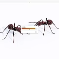 Two Red Reptiles Crawling On White Background In Close Up View 3d model