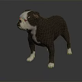Gray and white Bulldog with white paws standing on dark background