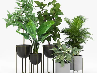 Various Indoor Green Potted Plants With Black And White Pots On Metal Stands 3d model