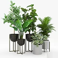 Various Indoor Green Potted Plants With Black And White Pots On Metal Stands