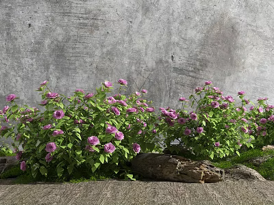 Blooming Pink Flowers With Green Leaves Against Gray Concrete Wall And Wood Logs 3d model