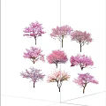 Colorful Cherry Blossom Tree Combinations With Various Pink And Purple Blooms