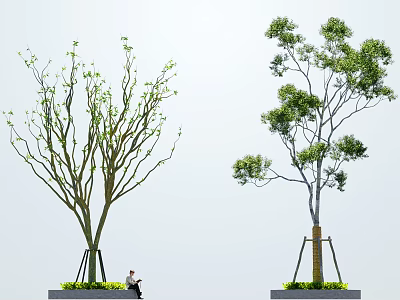 Two Arbor Trees With Sparse And Lush Foliage In Planters With Person Seated Nearby 3d model