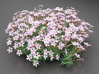 Blooming Pink Small Flowers With Green Leaves And Delicate Petals 3d model