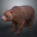 Realistic Brown Bear With Thick Fur Standing In Natural Posture 3d model