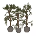 Bonsai Trees With Twisted Trunks And Lush Green Foliage In Ceramic Pots