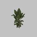 Vibrant Tropical Foliage With Large Green Leaves In Modern Metal Planters