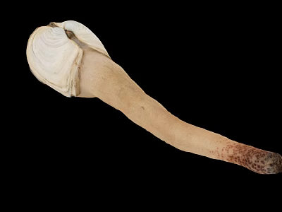 White Shell Like Natural Object With Long Beige Stalk And Red Spots 3d model