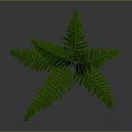 Lush Green Fern Plant With Leafy Fronds On Simple Background