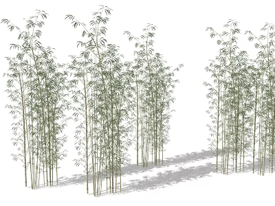 Tall Bamboo Grove With Lush Green Leaves And Natural Shadows In Landscape 3d model