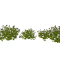 Lush Green Flowering Bushes With Purple Blooms In Garden Setting