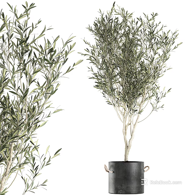 Olive Tree Bonsai Potted Plants With Lush Green Leaves And Natural Tree Shape 3d model 