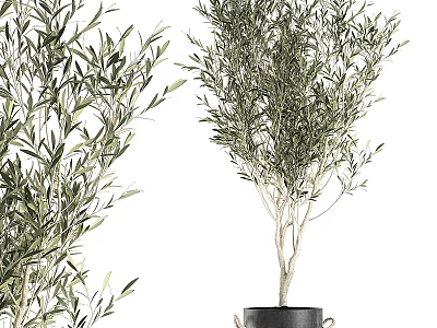 Olive Tree Bonsai Potted Plants With Lush Green Leaves And Natural Tree Shape 3d model