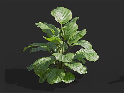 Lush Green Plant with Broad Dark Green Leaves and Visible Leaf Veins Against Black Background 3d model