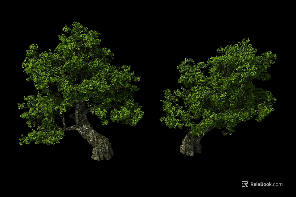 Two Deciduous Trees With Lush Green Foliage And Sturdy Brown Trunks Against Black Background 3d model 