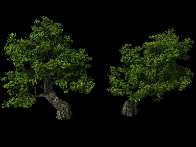 Two Deciduous Trees With Lush Green Foliage And Sturdy Brown Trunks Against Black Background 3d model