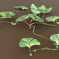 Lush Vining Plant With Heart Shaped Green Leaves And Vibrant Healthy Foliage