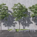 Three Arbor Trees Against Gray Wall With Stone Pavement Rocks And Grass 3d model