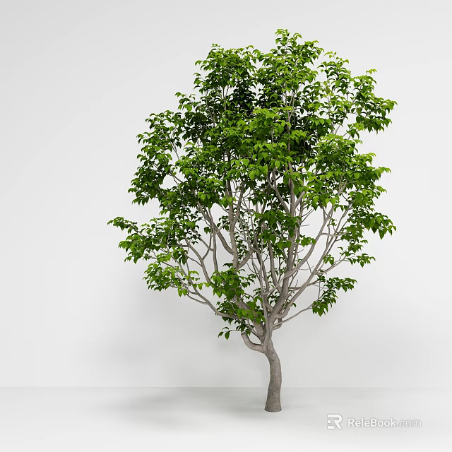 Lush Green Leafy Tree With Tall Gray Trunk Against White Background 3d model