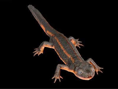 Detailed 3D Rendering Of Salamander With Orange Stripes On Black Background 3d model
